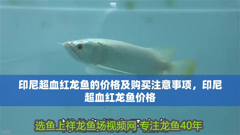 印尼超血紅龍魚的價格及購買注意事項，印尼超血紅龍魚價格