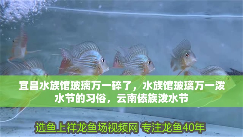 <strong><mark>宜昌</mark></strong>水族館玻璃萬一碎了，水族館玻璃萬一潑水節(jié)的習(xí)俗，云南傣族潑水節(jié)