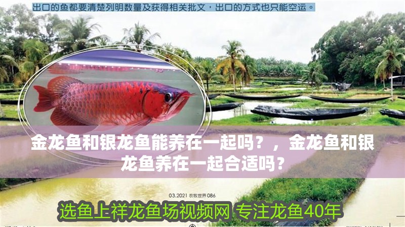 金龍魚和銀龍魚能養在一起嗎？，金龍魚和銀龍魚養在一起合適嗎？