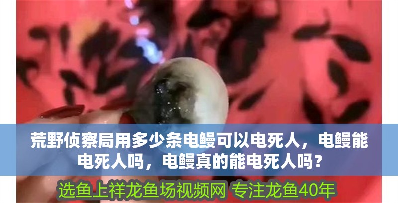荒野偵察局用多少條電鰻可以電死人，電鰻能電死人嗎，電鰻真的能電死人嗎？