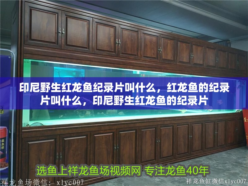 印尼野生紅龍魚紀錄片叫什么，紅龍魚的紀錄片叫什么，印尼野生紅龍魚的紀錄片