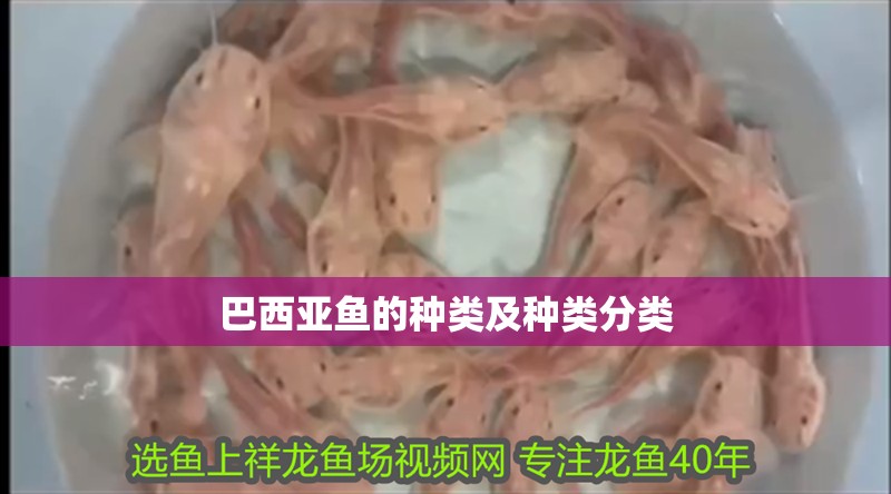 巴西亞魚的種類及種類分類