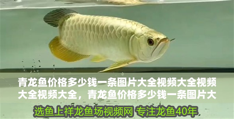 青龍魚價格多少錢一條圖片大全視頻大全視頻大全視頻大全，青龍魚價格多少錢一條圖片大全