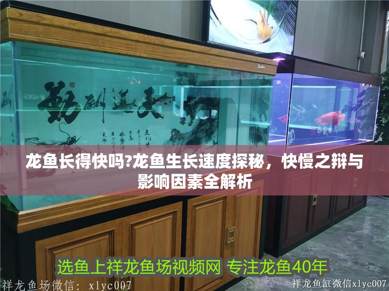 龍魚長得快嗎?龍魚生長速度探秘，快慢之辯與影響因素全解析