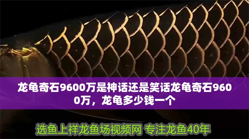 龍龜奇石9600萬是神話還是笑話龍龜奇石9600萬，龍龜多少錢一個
