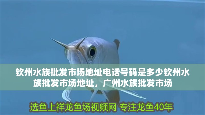 欽州水族批發市場地址電話號碼是多少欽州水族批發市場地址，廣州水族批發市場