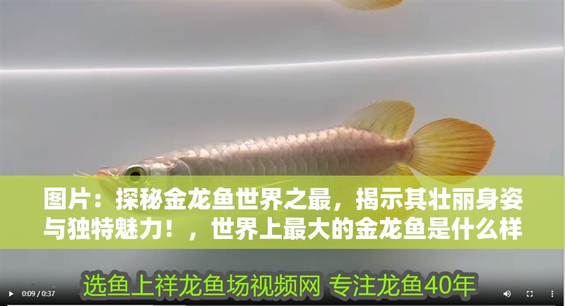 圖片：探秘金龍魚世界之最，揭示其壯麗身姿與獨特魅力！，世界上最大的金龍魚是什么樣的魚