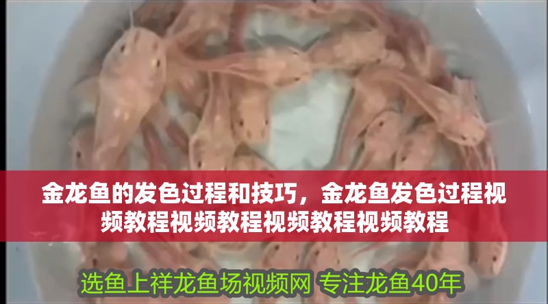 金龍魚的發色過程和技巧，金龍魚發色過程視頻教程視頻教程視頻教程視頻教程