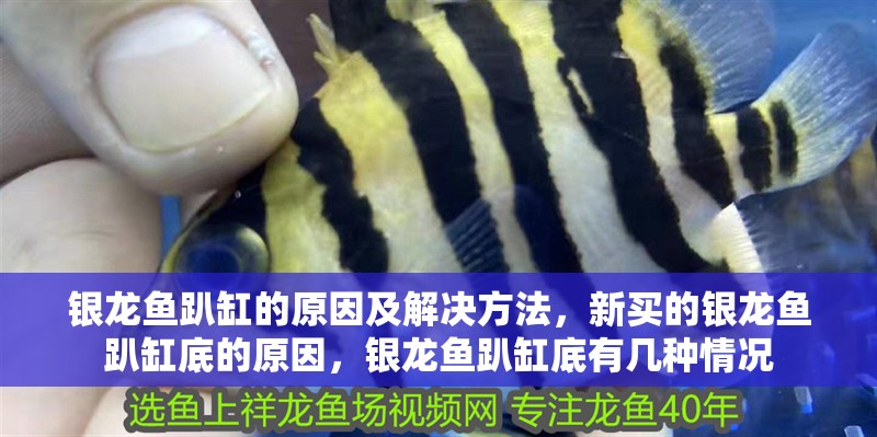 銀龍魚趴缸的原因及解決方法，新買的銀龍魚趴缸底的原因，銀龍魚趴缸底有幾種情況