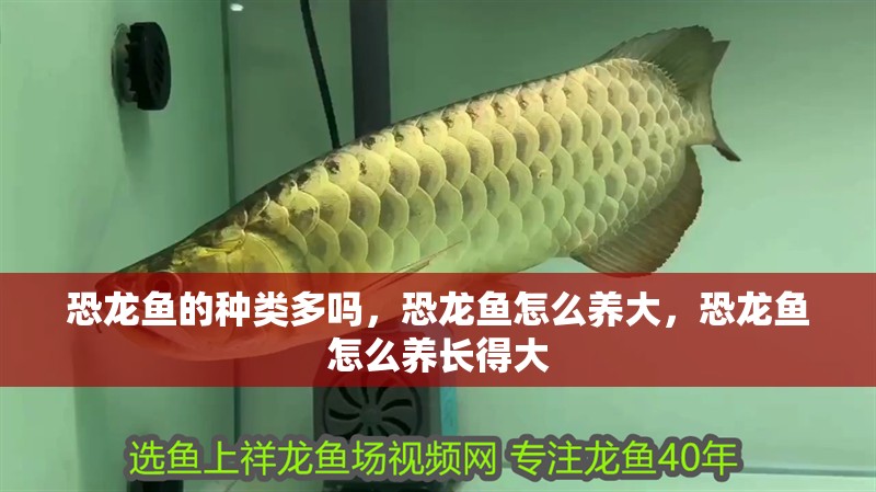 恐龍魚的種類多嗎，恐龍魚怎么養大，恐龍魚怎么養長得大