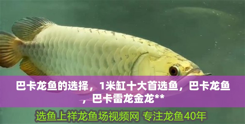巴卡龍魚的選擇，1米缸十大首選魚，巴卡龍魚，巴卡雷龍金龍**