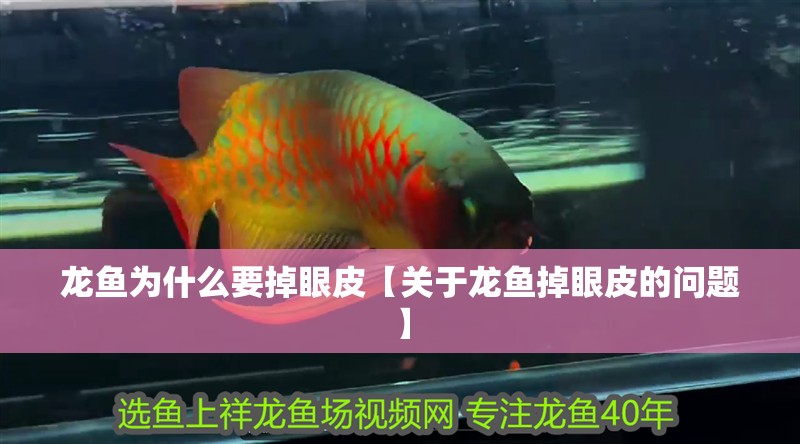 龍魚為什么要掉眼皮【關于龍魚掉眼皮的問題】