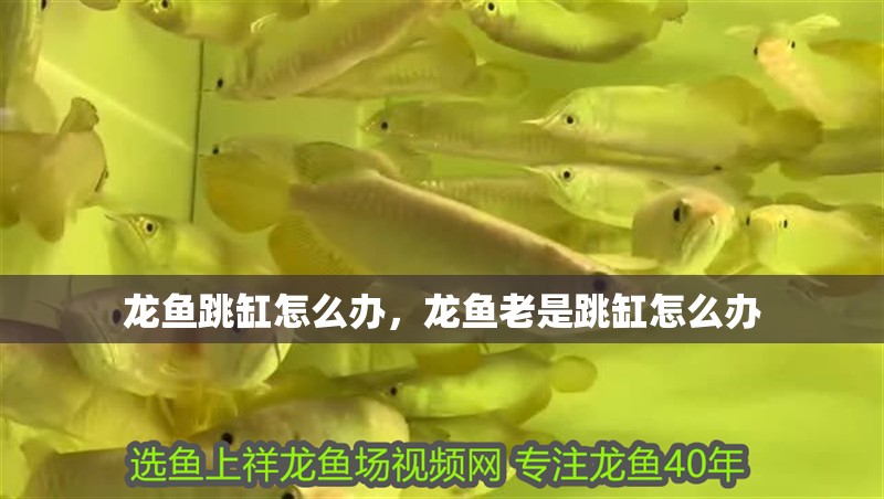 龍魚跳缸怎么辦，龍魚老是跳缸怎么辦