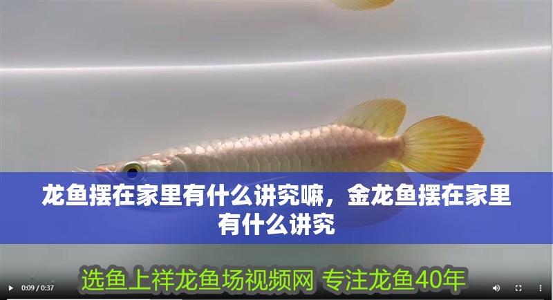 龍魚擺在家里有什么講究嘛，金龍魚擺在家里有什么講究