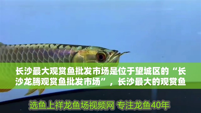 長沙最大觀賞魚批發(fā)市場是位于望城區(qū)的“長沙龍騰觀賞魚批發(fā)市場”,長沙最大的觀賞魚批發(fā)市場 觀賞魚百科 第2張 長沙最大觀賞魚批發(fā)市場是位于望城區(qū)的“長沙龍騰觀賞魚批發(fā)市場”,長沙最大的觀賞魚批發(fā)市場 長沙最大觀賞魚批發(fā)市場是位于望城區(qū)的“長沙龍騰觀賞魚批發(fā)市場”,長沙最大的觀賞魚批發(fā)市場 觀賞魚百科 第2張