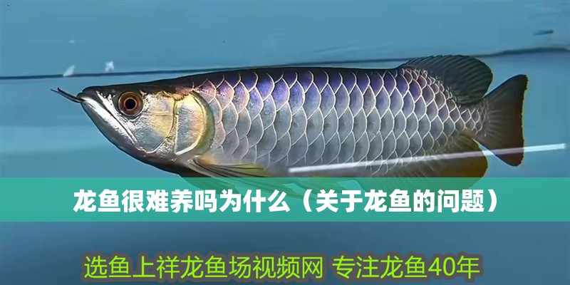 龍魚很難養(yǎng)嗎為什么（關(guān)于龍魚的問題）