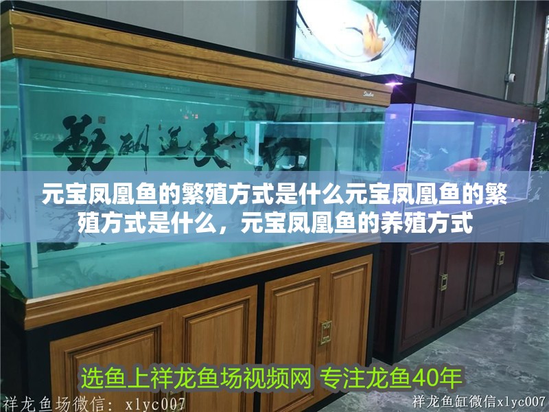 元寶鳳凰魚的繁殖方式是什么元寶鳳凰魚的繁殖方式是什么，元寶鳳凰魚的養殖方式