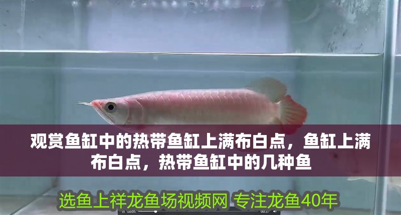 觀賞魚缸中的熱帶魚缸上滿布白點，魚缸上滿布白點，熱帶魚缸中的幾種魚