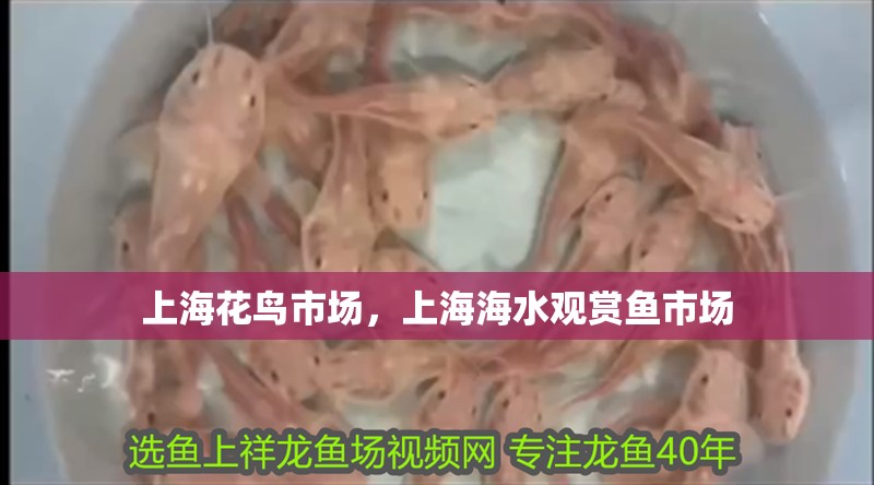 上海花鳥市場，上海海水觀賞魚市場