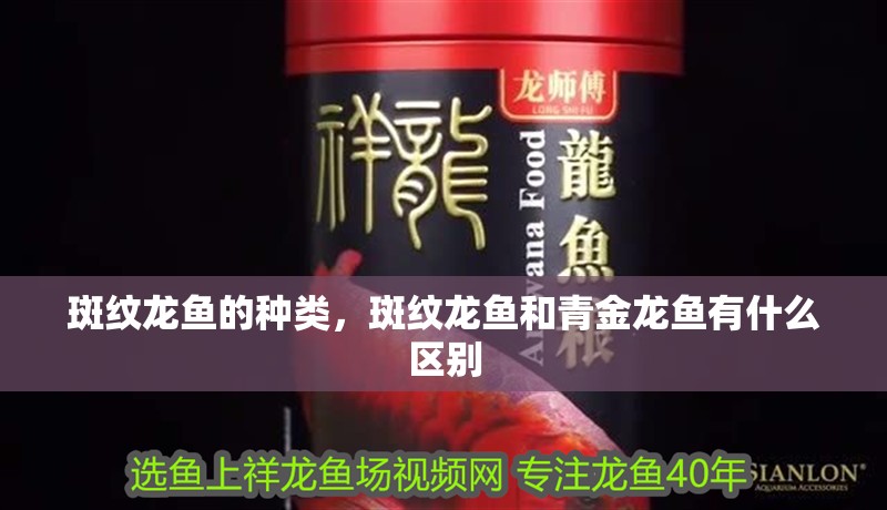 斑紋龍魚的種類，斑紋龍魚和青金龍魚有什么區(qū)別