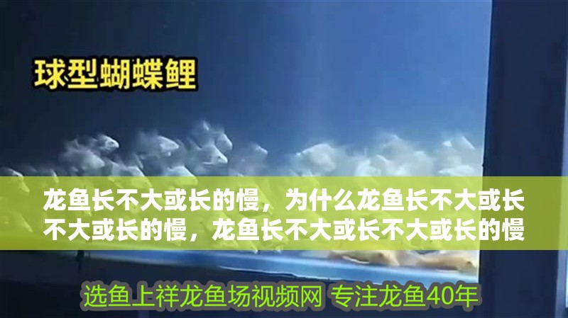 龍魚長不大或長的慢,為什么龍魚長不大或長不大或長的慢,龍魚長不大或長不大或長的慢,為什么龍魚長不大或長的慢 觀賞魚百科 第2張 龍魚長不大或長的慢,為什么龍魚長不大或長不大或長的慢,龍魚長不大或長不大或長的慢,為什么龍魚長不大或長的慢 龍魚長不大或長的慢,為什么龍魚長不大或長不大或長的慢,龍魚長不大或長不大或長的慢,為什么龍魚長不大或長的慢 觀賞魚百科 第2張