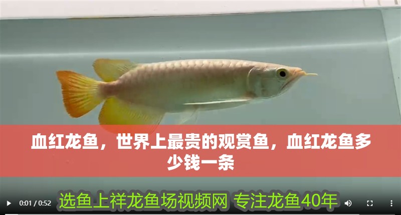 血紅龍魚，世界上最貴的觀賞魚，血紅龍魚多少錢一條