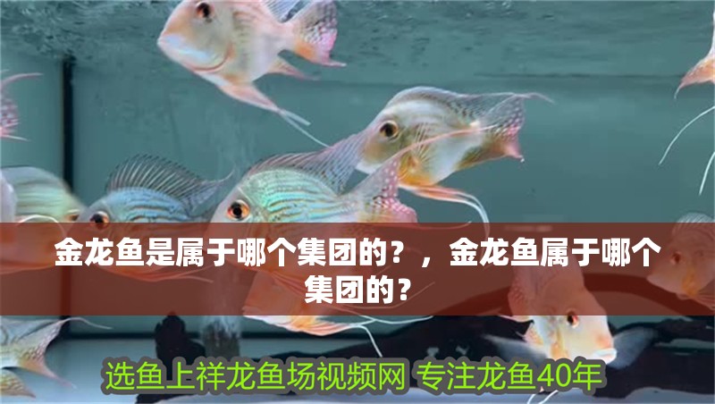 金龍魚是屬于哪個集團的？，金龍魚屬于哪個集團的？
