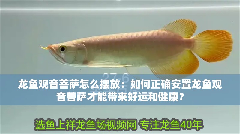 龍魚觀音菩薩怎么擺放：如何正確安置龍魚觀音菩薩才能帶來好運和健康？