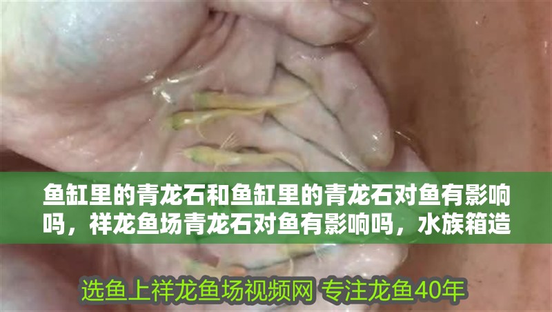 魚缸里的青龍石和魚缸里的青龍石對魚有影響嗎，祥龍魚場青龍石對魚有影響嗎，水族箱造景石的種類