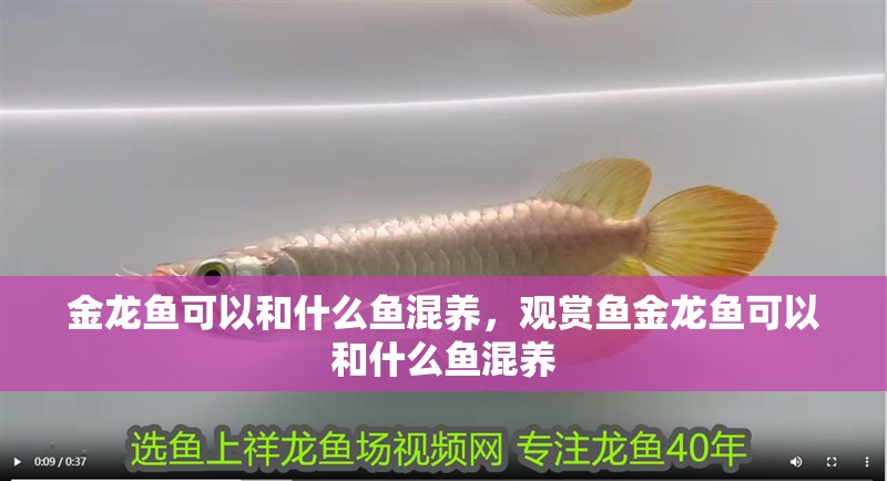 金龍魚可以和什么魚混養，觀賞魚金龍魚可以和什么魚混養