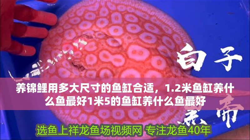 養(yǎng)錦鯉用多大尺寸的魚缸合適，1.2米魚缸養(yǎng)什么魚最好1米5的魚缸養(yǎng)什么魚最好