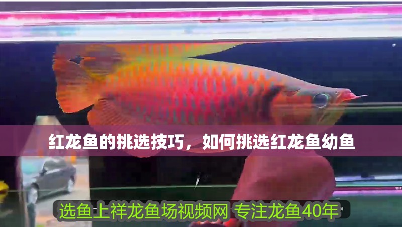 紅龍魚的挑選技巧，如何挑選紅龍魚幼魚 紅龍魚的挑選技巧，如何挑選紅龍魚幼魚 觀賞魚百科 第1張