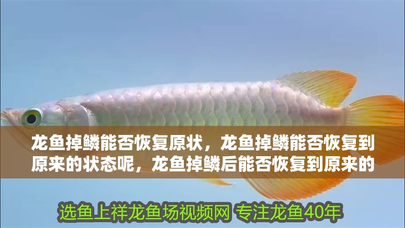 龍魚掉鱗能否恢復(fù)原狀，龍魚掉鱗能否恢復(fù)到原來的狀態(tài)呢，龍魚掉鱗后能否恢復(fù)到原來的狀態(tài)