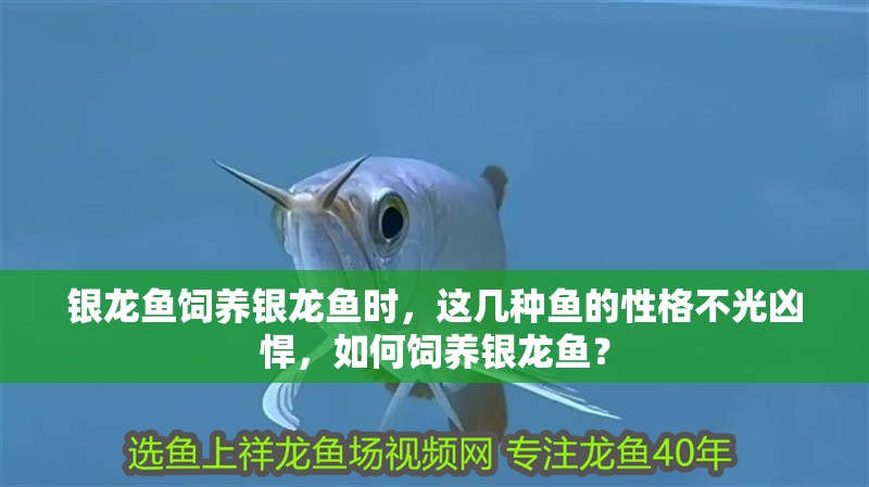 銀龍魚飼養(yǎng)銀龍魚時(shí)，這幾種魚的性格不光兇悍，如何飼養(yǎng)銀龍魚？
