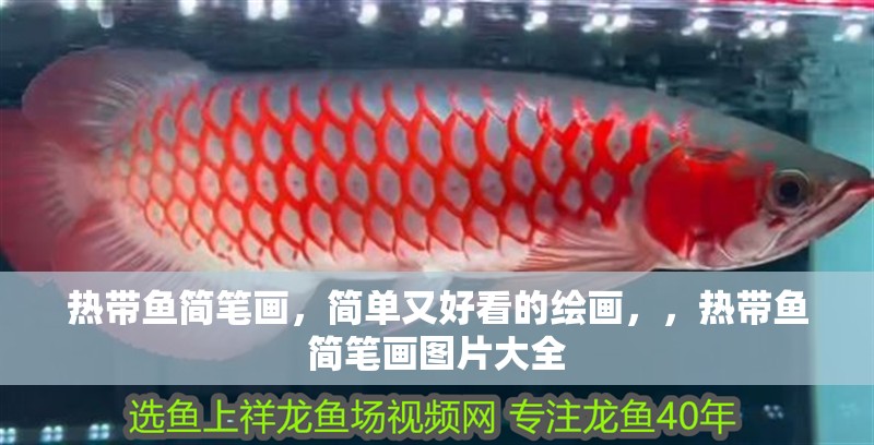 熱帶魚簡筆畫，簡單又好看的繪畫，，熱帶魚簡筆畫圖片大全