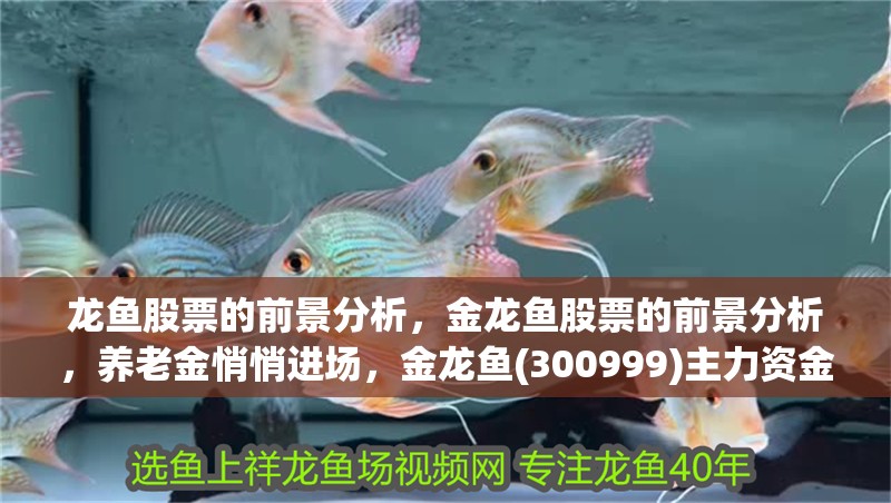 龍魚股票的前景分析，金龍魚股票的前景分析，養老金悄悄進場，金龍魚(300999)主力資金凈買入97.69萬元，背后隱藏了哪些投資機會
