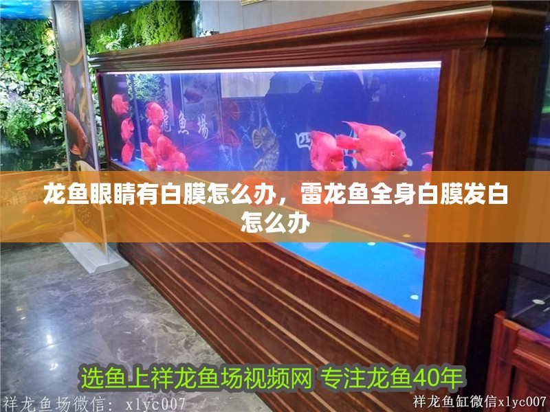 龍魚眼睛有白膜怎么辦，雷龍魚全身白膜發白怎么辦