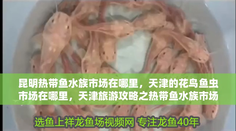 昆明熱帶魚水族市場在哪里，天津的花鳥魚蟲市場在哪里，天津旅游攻略之熱帶魚水族市場