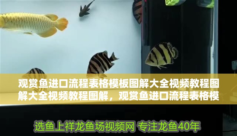 觀賞魚進(jìn)口流程表格模板圖解大全視頻教程圖解大全視頻教程圖解，觀賞魚進(jìn)口流程表格模板圖解