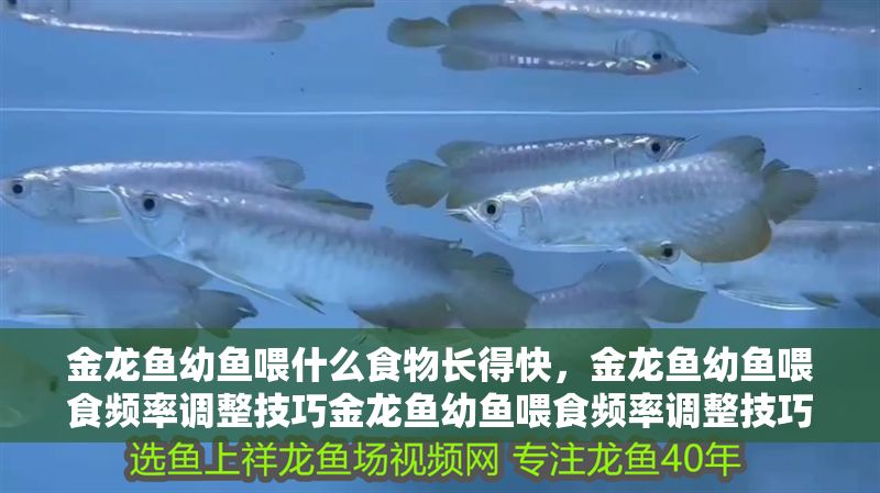 金龍魚幼魚喂什么食物長得快，金龍魚幼魚喂食頻率調(diào)整技巧金龍魚幼魚喂食頻率調(diào)整技巧