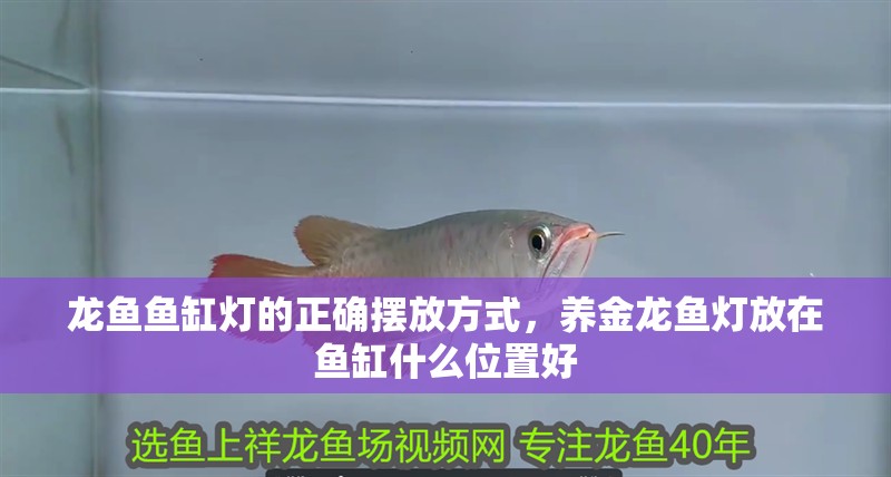 龍魚魚缸燈的正確擺放方式，養金龍魚燈放在魚缸什么位置好