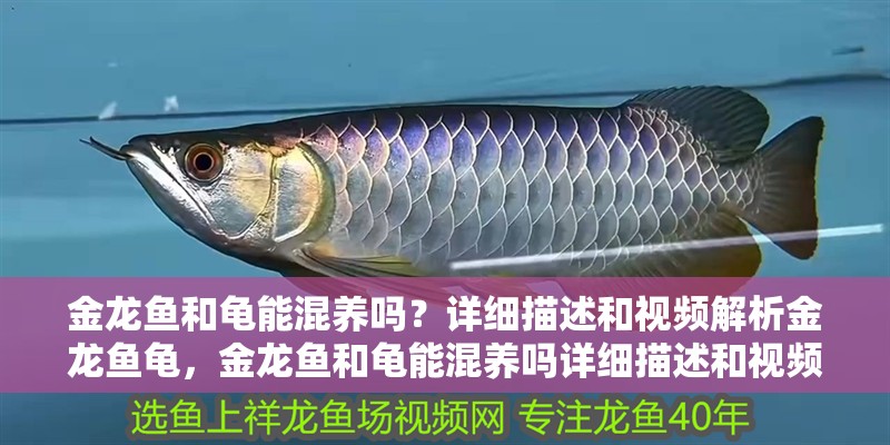 金龍魚和龜能混養(yǎng)嗎？詳細(xì)描述和視頻解析金龍魚龜，金龍魚和龜能混養(yǎng)嗎詳細(xì)描述和視頻解析金龍魚和龜?shù)幕祓B(yǎng) 金龍魚和龜能混養(yǎng)嗎？詳細(xì)描述和視頻解析金龍魚龜，金龍魚和龜能混養(yǎng)嗎詳細(xì)描述和視頻解析金龍魚和龜?shù)幕祓B(yǎng) 觀賞魚百科 第4張