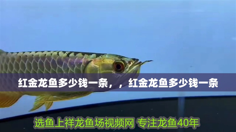 紅金龍魚多少錢一條，，紅金龍魚多少錢一條 紅金龍魚多少錢一條，，紅金龍魚多少錢一條 觀賞魚百科 第2張