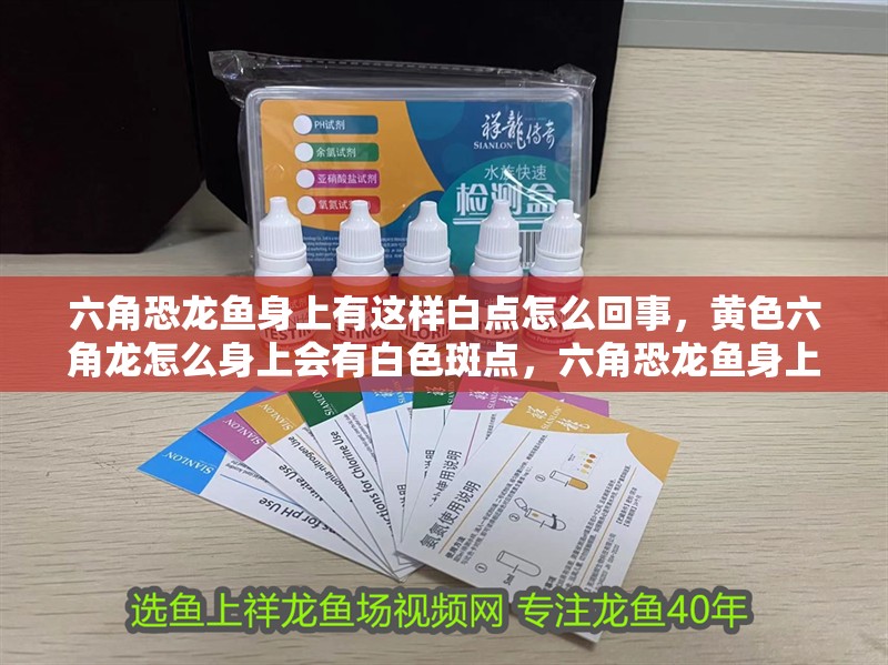 六角恐龍魚身上有這樣白點(diǎn)怎么回事，黃色六角龍?jiān)趺瓷砩蠒?huì)有白色斑點(diǎn)，六角恐龍魚身上有白點(diǎn)怎么回事六角恐龍魚身上有這樣白點(diǎn)