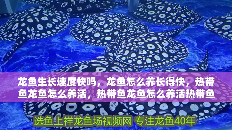 龍魚生長速度快嗎，龍魚怎么養(yǎng)長得快，熱帶魚龍魚怎么養(yǎng)活，熱帶魚龍魚怎么養(yǎng)活熱帶魚龍魚