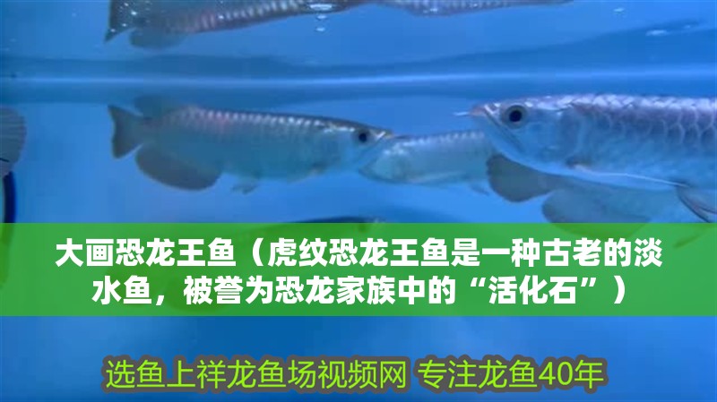 大畫恐龍王魚（虎紋恐龍王魚是一種古老的淡水魚，被譽為恐龍家族中的“活化石”）