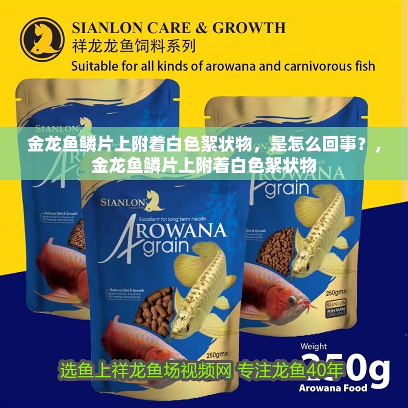 金龍魚鱗片上附著白色絮狀物，是怎么回事？，金龍魚鱗片上附著白色絮狀物