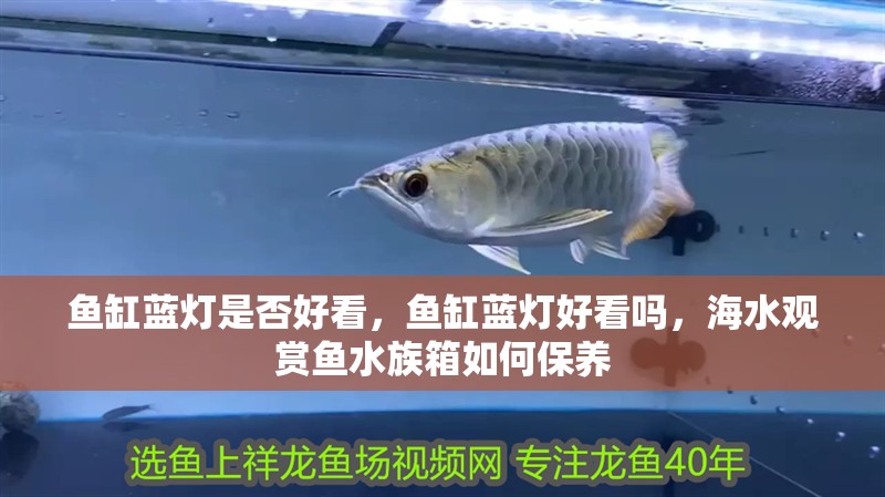 魚缸藍燈是否好看，魚缸藍燈好看嗎，海水觀賞魚水族箱如何保養
