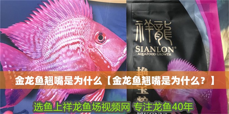 金龍魚翹嘴是為什么【金龍魚翹嘴是為什么？】