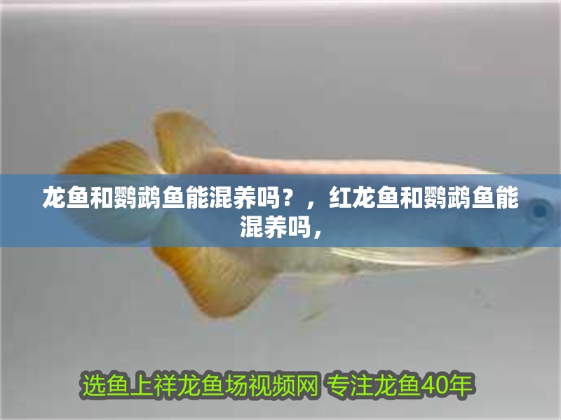 龍魚和鸚鵡魚能混養嗎？，紅龍魚和鸚鵡魚能混養嗎，